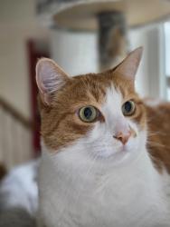 Lost Male Cat last seen 180th and 25th Dr in North Bothell in Crystal Hills Neighborhood, Bothell, WA 98012