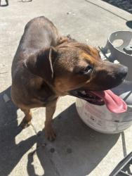 Found/Stray Female Dog last seen John still and Manorside drive roundabout, Sacramento, CA 95832