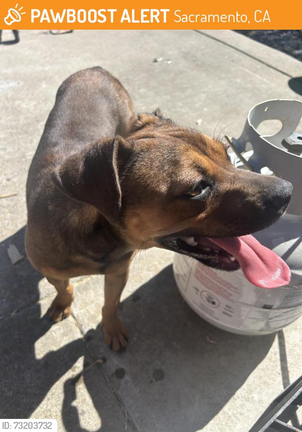 Found/Stray Female Dog last seen John still and Manorside drive roundabout, Sacramento, CA 95832