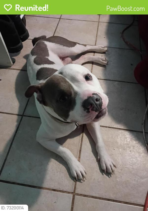 Reunited Female Dog last seen Wadsworth, Lansing, MI 48911