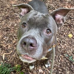Shelter Stray Female Dog last seen , 5287 Covington Hwy, Decatur, GA 30035, USA