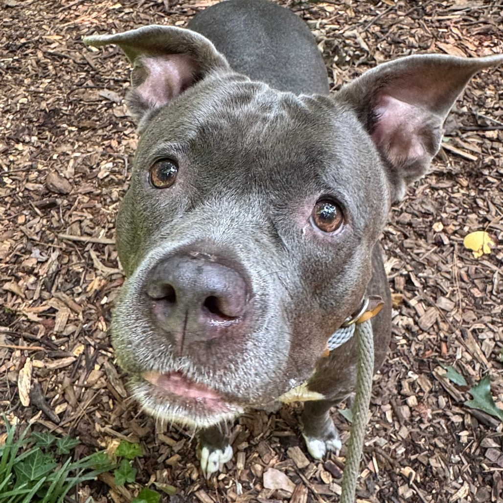 Shelter Stray Female Dog last seen , 5287 Covington Hwy, Decatur, GA 30035, USA