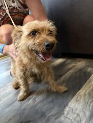 Reunited Male Dog last seen Twin Arrow Circle and Desert Jewel, Menifee, CA 92584