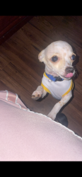 Lost Male Dog last seen Atascocita, Humble, TX 77396