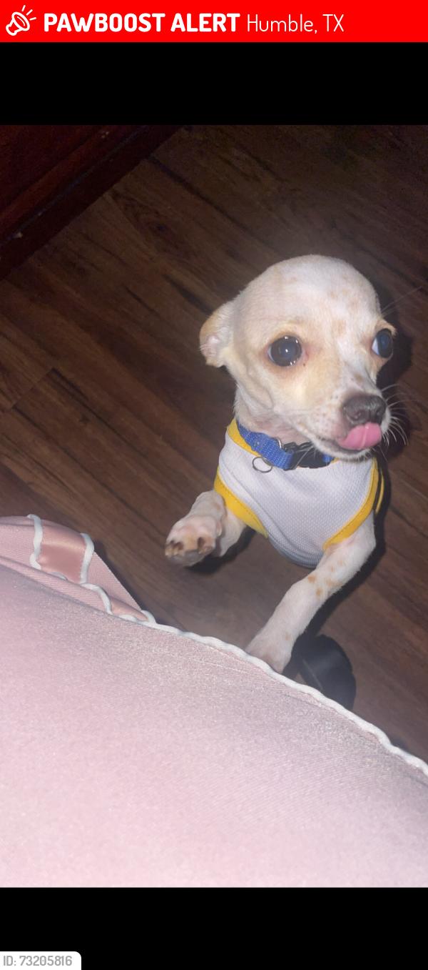Lost Male Dog last seen Atascocita, Humble, TX 77396