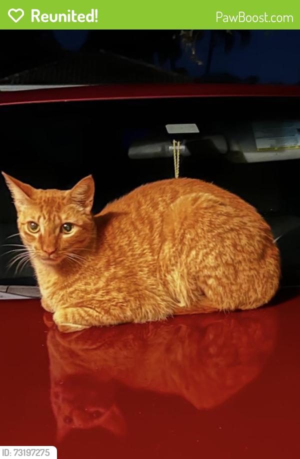 Reunited Male Cat last seen Village of renaissance, Miramar, FL 33025