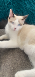 Lost Male Dog last seen Chandler Blvd and McClintock, Chandler, AZ 85226