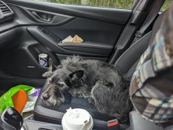 Reunited Male Dog last seen Maiden Choice Ln and Paradise, Catonsville, MD 21228