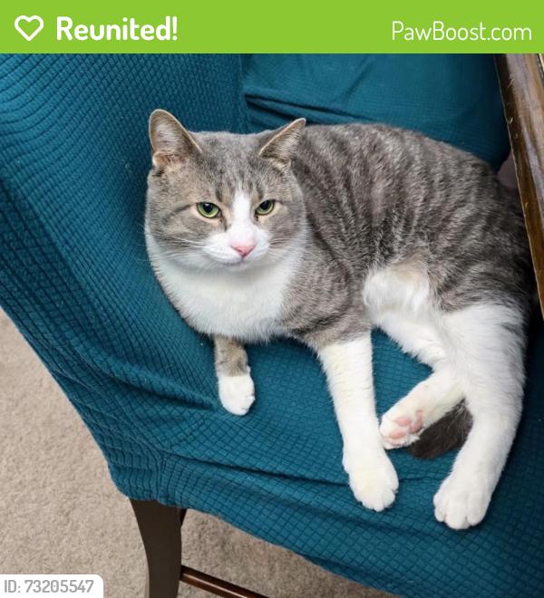 Reunited Male Cat last seen Denby Dr. Pickering ON, Pickering, ON 