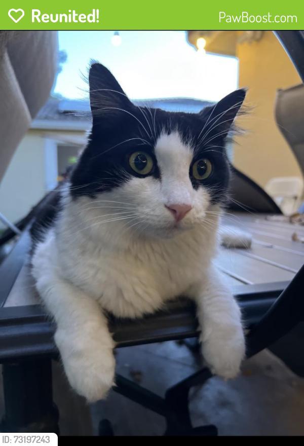 Reunited Female Cat last seen Village of renaissance, Miramar, FL 33025