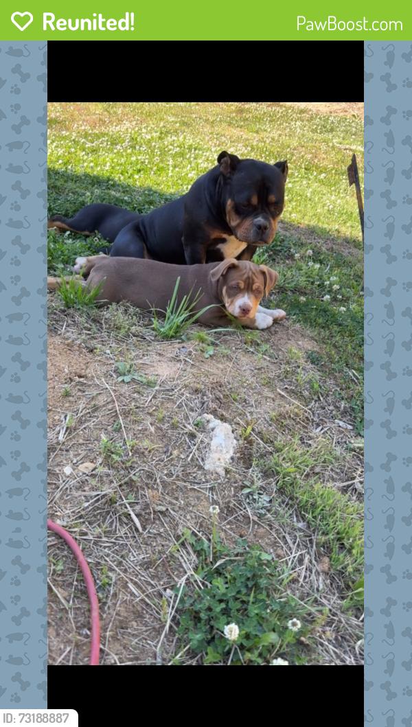 Reunited Male Dog last seen George York Rd, Randolph County, NC 27317