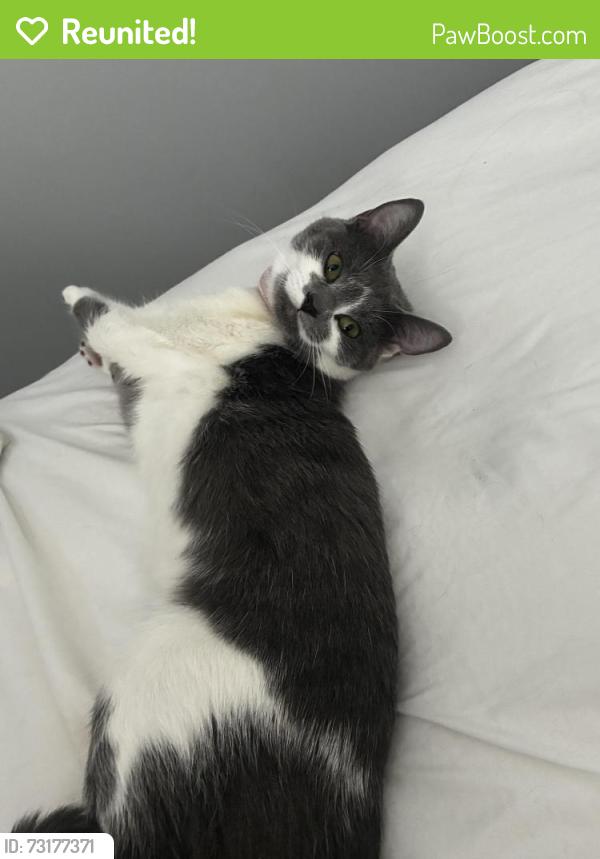 Reunited Female Cat last seen West Greenville Pendleton street area, Greenville, SC 29601