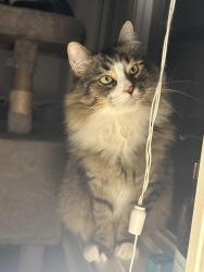 Lost Male Cat last seen Last seen at 266 52147 Range Road 231 in the woods behind the hse, Sherwood Park, AB T8B 1A4