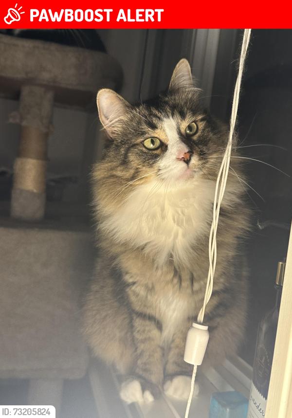 Lost Male Cat last seen Last seen at 266 52147 Range Road 231 in the woods behind the hse, Sherwood Park, AB T8B 1A4