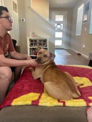 Found/Stray Female Dog last seen Madera, Madera County, CA 93636