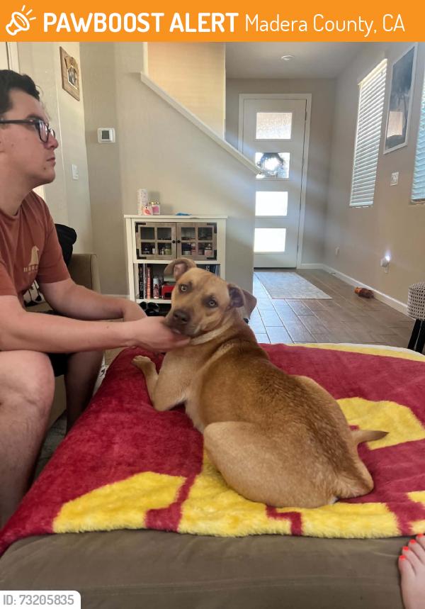 Found/Stray Female Dog last seen Madera, Madera County, CA 93636