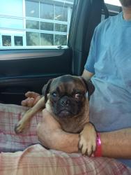 Found/Stray Male Dog last seen La cholla, Pima County, AZ 85705