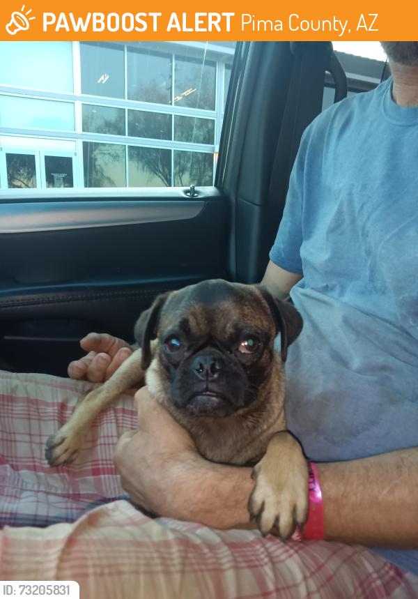 Found/Stray Male Dog last seen La cholla, Pima County, AZ 85705