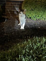 Found/Stray Female Cat last seen Loop Rd, Centerville, OH 45459