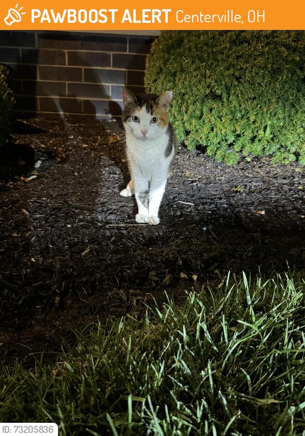 Found/Stray Female Cat last seen Loop Rd, Centerville, OH 45459