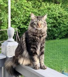 Lost Male Cat last seen Teekay mobile home, O'Fallon, MO 63368