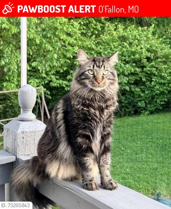 Lost Male Cat last seen Teekay mobile home, O'Fallon, MO 63368