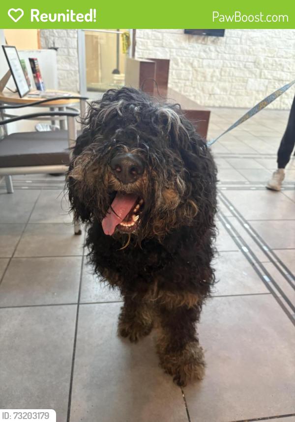 Reunited Unknown Dog last seen Spring creek, San Antonio, TX 78247