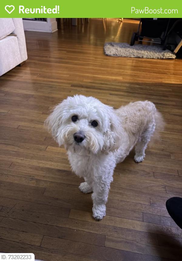 Reunited Male Dog last seen Near S Western Ave, Los Angeles, CA 90047, USA, Los Angeles, CA 90047