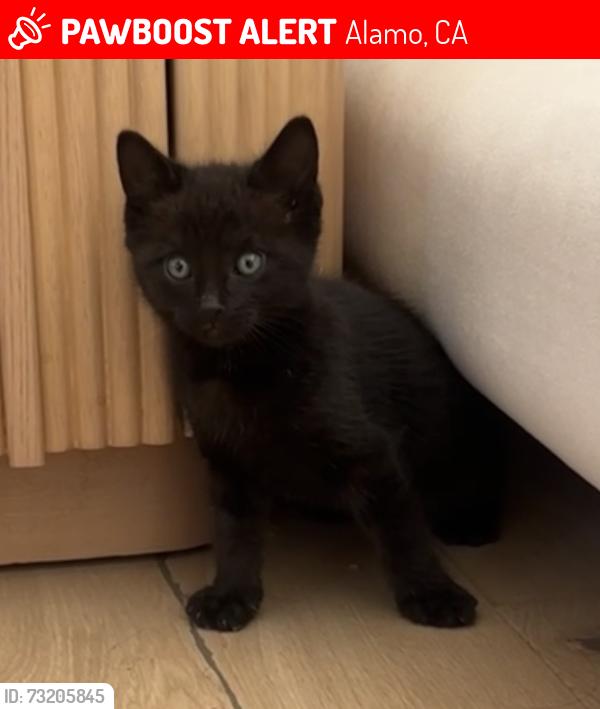 Lost Male Cat last seen Biltmore dr, Alamo, CA 94507