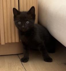 Lost Male Cat last seen Biltmore dr, Alamo, CA 94507