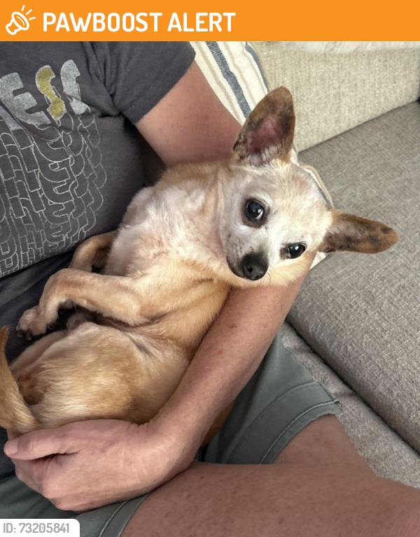 Found/Stray Male Dog last seen Players View Circle, Alaqua, Seminole County, FL 32779