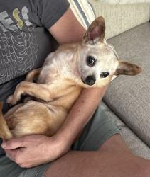 Found/Stray Male Dog last seen Players View Circle, Alaqua, Seminole County, FL 32779