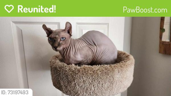 Reunited Male Cat last seen I95 and Blue Herrin, Riviera Beach, FL 33404