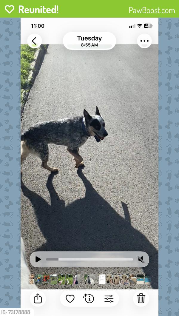 Reunited Male Dog last seen Sumner and Fremont, San Antonio, TX 78218
