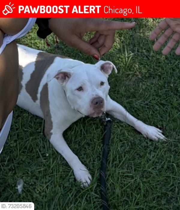 Lost Female Dog last seen Montrose and Western, Chicago, IL 60618