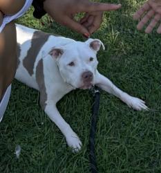 Lost Female Dog last seen Montrose and Western, Chicago, IL 60618