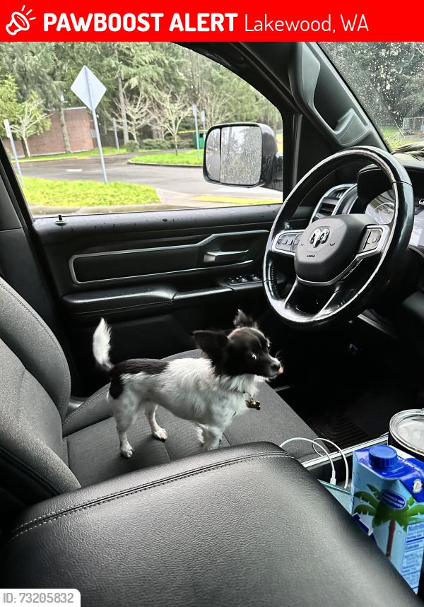Lost Female Dog last seen Harry Todd Park, Lakewood, WA 98498