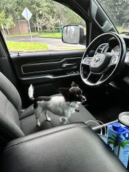 Lost Female Dog last seen Harry Todd Park, Lakewood, WA 98498