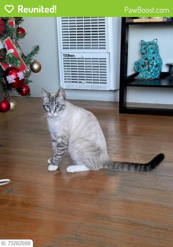 Reunited Male Cat last seen Garden Pl, Hayward, CA 94541, USA, Hayward, CA 94541