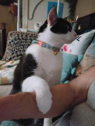 Reunited Male Cat last seen Three Lakes RV Park Hudson Fl or Little Rd & Denton Ave, Hudson, FL 34667