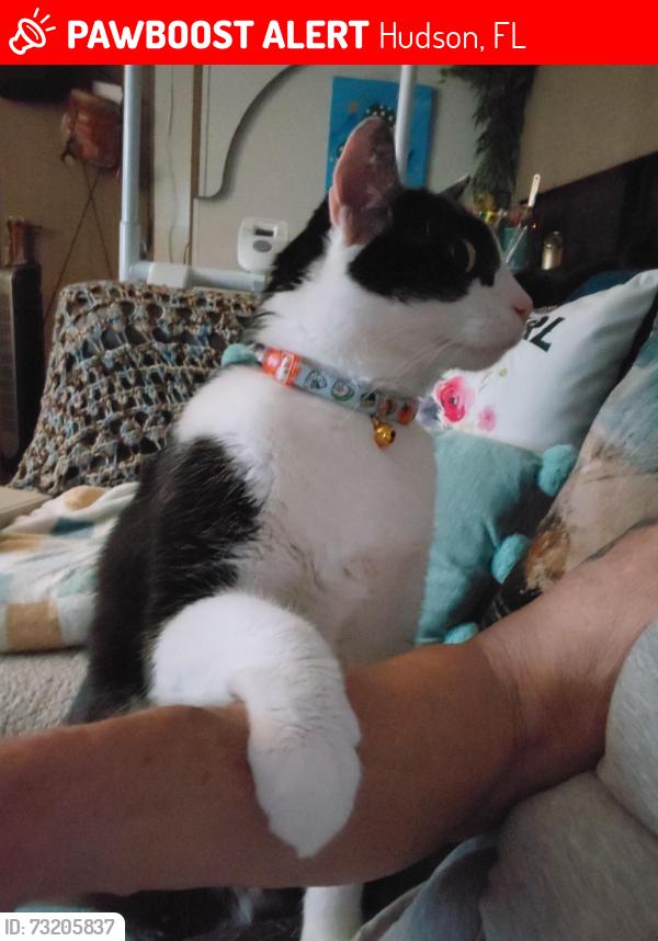 Lost Male Cat last seen Three Lakes RV Park Hudson Fl or Little Rd & Denton Ave, Hudson, FL 34667