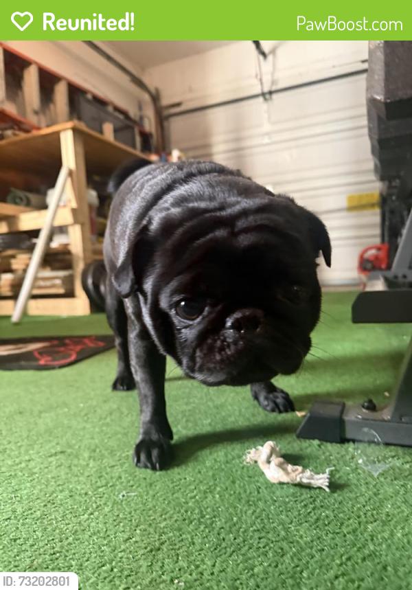 Reunited Male Dog last seen Castleton neighborhood near Tower Bridge Loop and Kingsland Lane, Virginia Beach, VA 23456