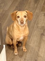 Lost Male Dog last seen Covenant Hills, Christopher & Michael Street above Arroyo Park, Mission Viejo, CA 92694