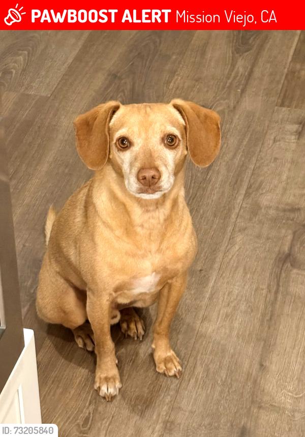 Lost Male Dog last seen Covenant Hills, Christopher & Michael Street above Arroyo Park, Mission Viejo, CA 92694