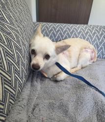 Found/Stray Female Dog last seen Exit 103, Barnes Road, Winston-Salem, NC 27127