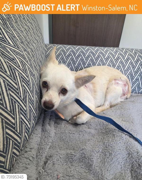 Found/Stray Female Dog last seen Exit 103, Barnes Road, Winston-Salem, NC 27127