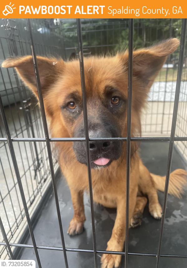 Found/Stray Male Dog last seen High Falls Road, Spalding County, GA 30224