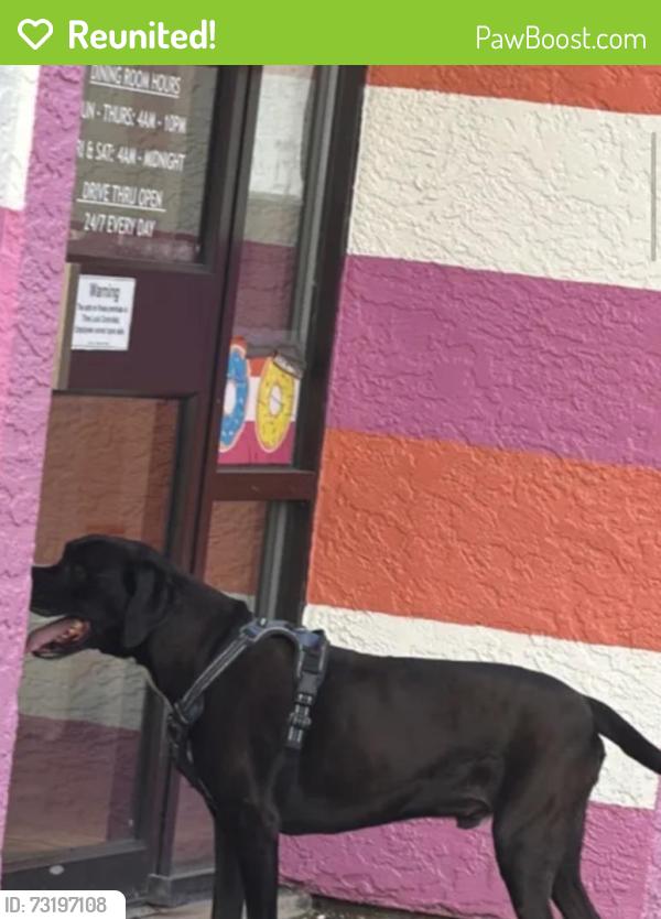 Reunited Unknown Dog last seen Amy’s donuts, Columbus, OH 43228