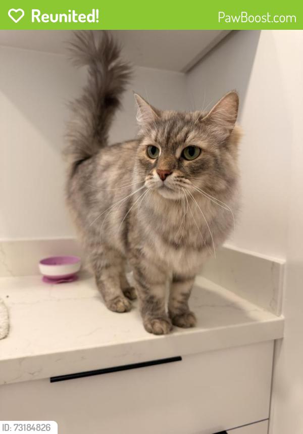 Reunited Female Cat last seen Village animal clinic, Palm Beach Gardens, FL 33418