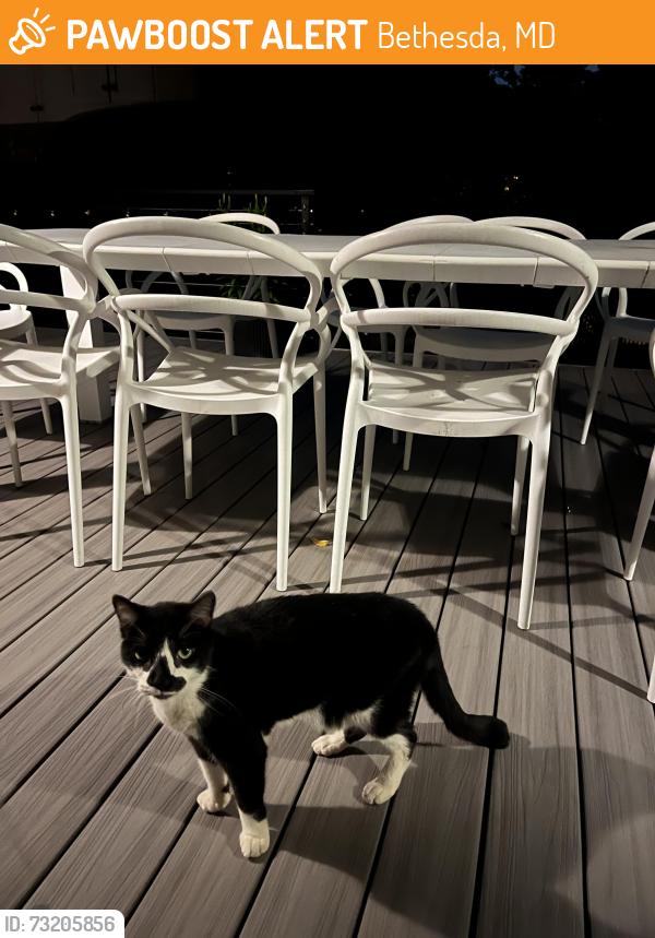 Found/Stray Unknown Cat last seen Elmhirst drive and cedar lane, Bethesda, MD 20889